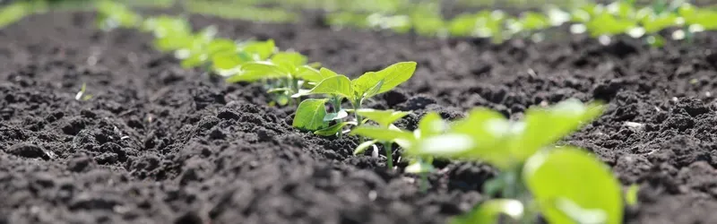 Seed germination setup in agricultural setting