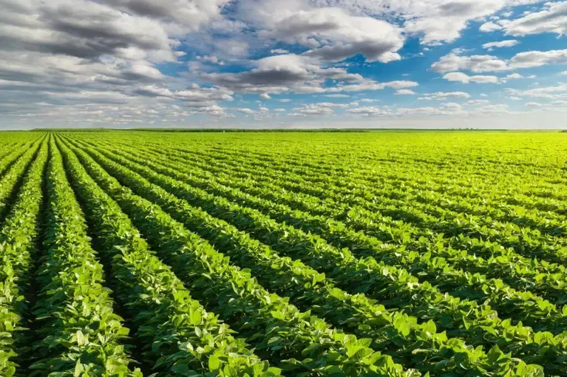 Healthy crops in a field, showcasing improved yields